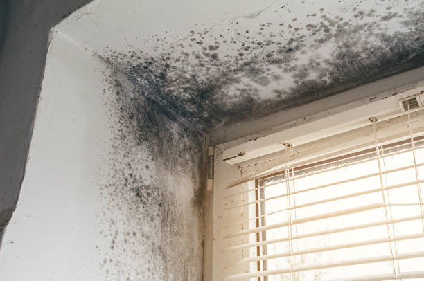 Affordable Mold Removal solutions in Shrewsbury, PA
