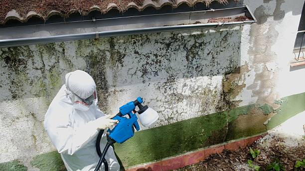 Top rated local Mold Removal specialists in Shrewsbury, PA